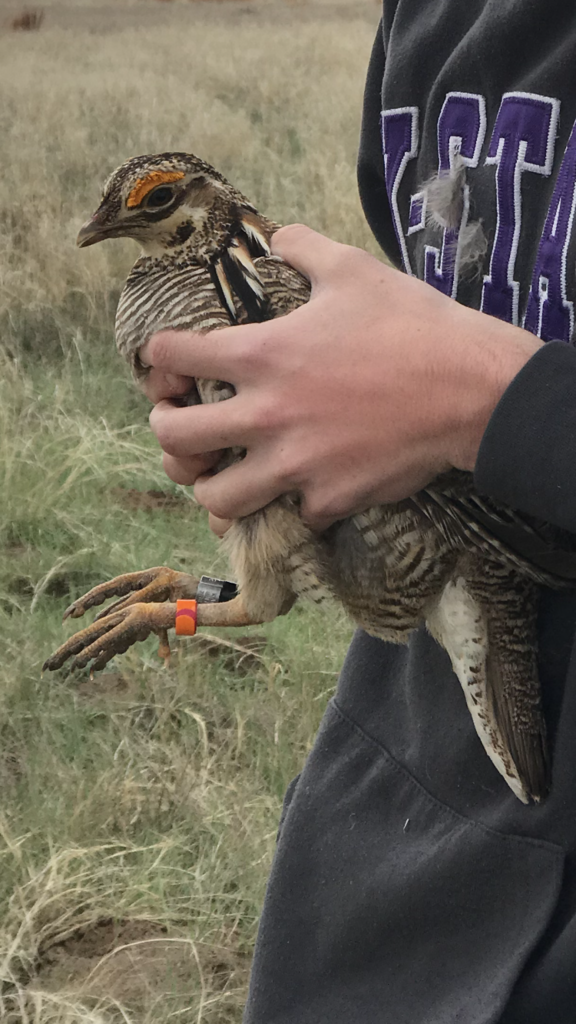 Lesser Prairie Chicken