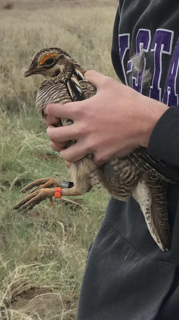 Lesser Prairie-Chicken illustration