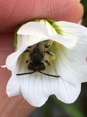 Hesperandrena