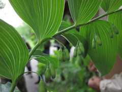 Polygonatum biflorum commutatum