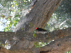 Melanerpes formicivorus