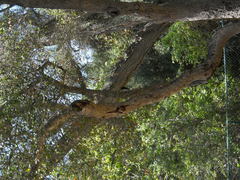 Melanerpes formicivorus