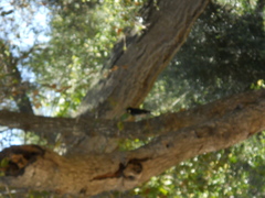 Melanerpes formicivorus