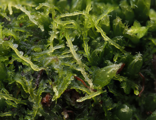 Fuscocephaloziopsis lunulifolia