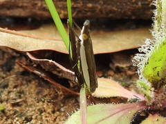 Crambus quinquareatus