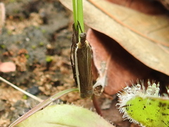 Crambus quinquareatus