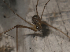 Holocnemus pluchei