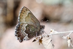 Callophrys mossii