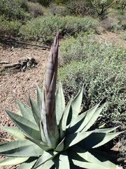 Agave simplex