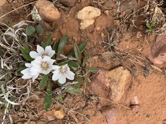 Lewisia brachycalyx