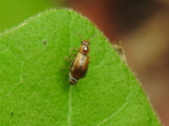 Attalus scincetus