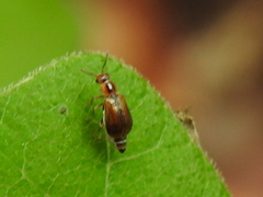 Attalus scincetus