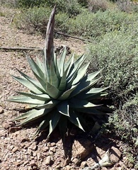 Agave simplex