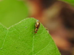 Attalus scincetus