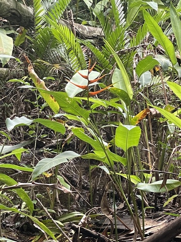 Heliconia latispatha