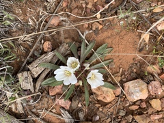 Lewisia brachycalyx