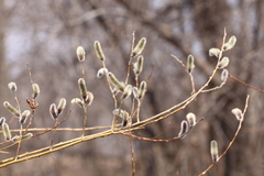 Salix gracilistyla