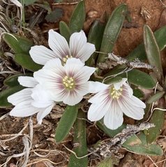Lewisia brachycalyx
