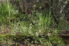 Cardamine concatenata