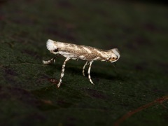 Epicephala albifrons