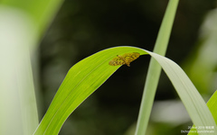 Conogethes punctiferalis