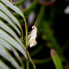 Epermenioidea