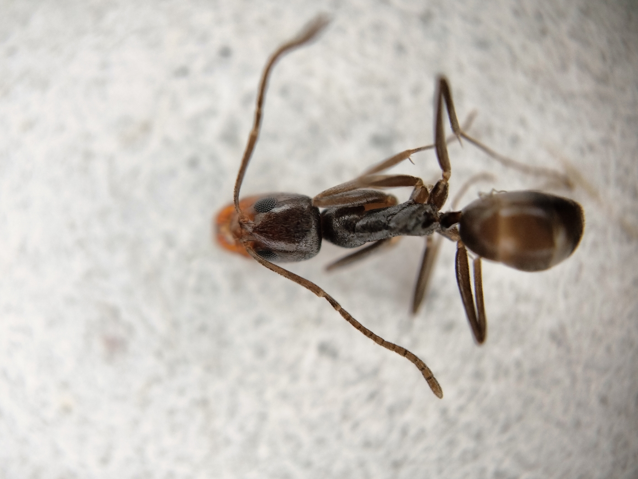 Dorymyrmex incomptus