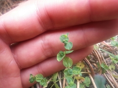 Euphorbia spathulata
