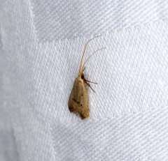 Lecithocera aulicousta