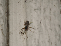 Dictyna calcarata