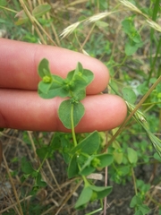 Euphorbia spathulata