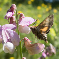 Proserpinus clarkiae