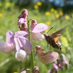 Proserpinus clarkiae