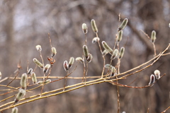 Salix gracilistyla