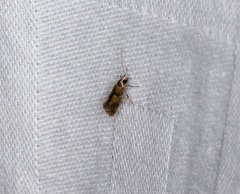Promalactis lobatifera