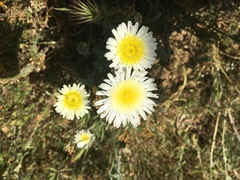 Malacothrix coulteri