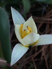 Tulipa bifloriformis