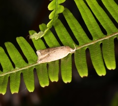 Scythropiodes