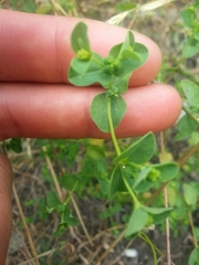 Euphorbia spathulata