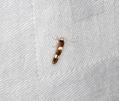 Stathmopoda paradiplaspis