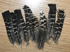 Tympanuchus pallidicinctus