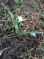 Tulipa bifloriformis