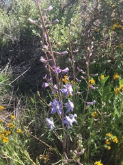 Delphinium recurvatum
