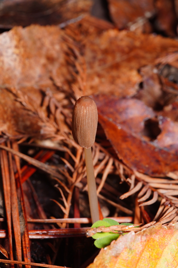 Parasola from Suburban Heights, Gainesville, FL, USA on December 29