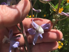 Delphinium recurvatum