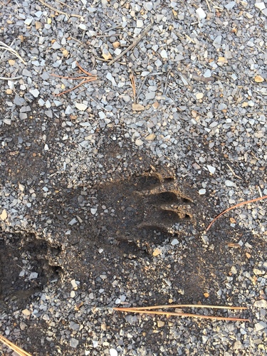 Common Raccoon photographed in Wyoming