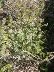 Phacelia cryptantha