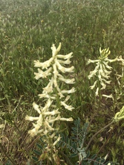 Astragalus oxyphysus