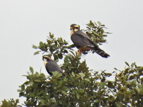 Falco femoralis image