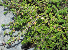 Cerastium semidecandrum